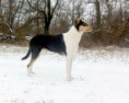 Junior CH SK, SK CH  Mighty´s Spring Meadow Ie Isabel